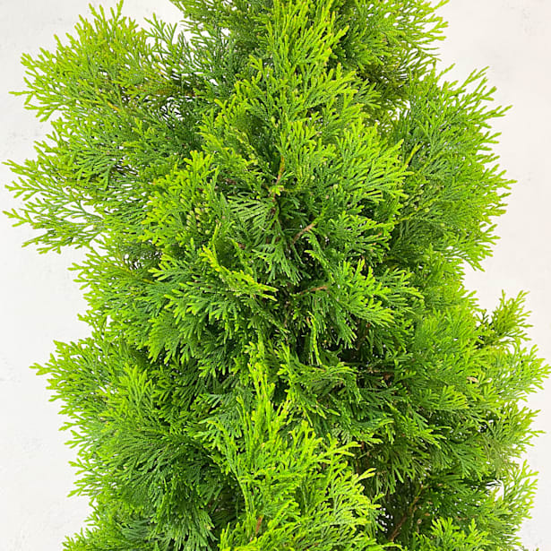 Thuja esmeralda (thuja occidentalis "emeraude")