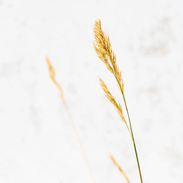 Gramínea Festuca glauca