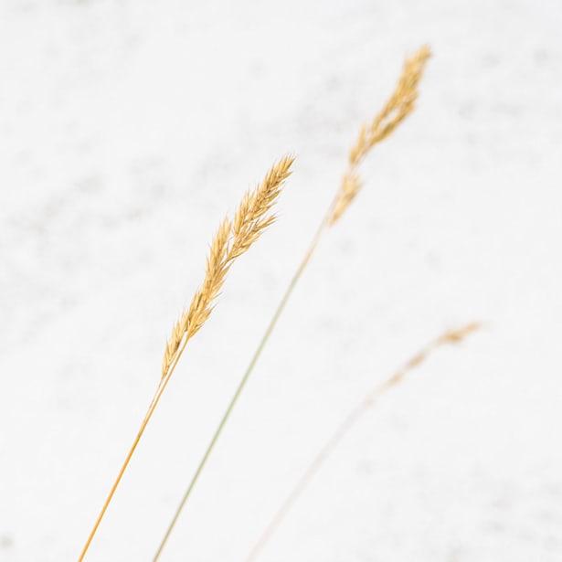 Gramínea Festuca glauca