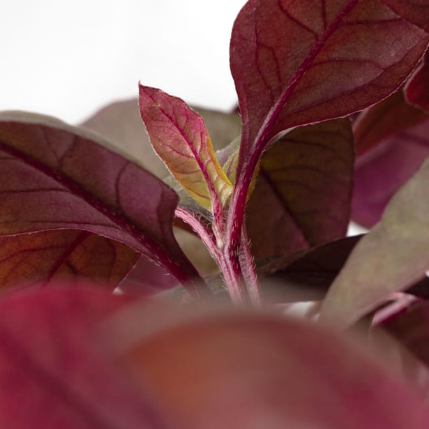 Alternanthera purple