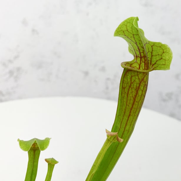 Sarracenia