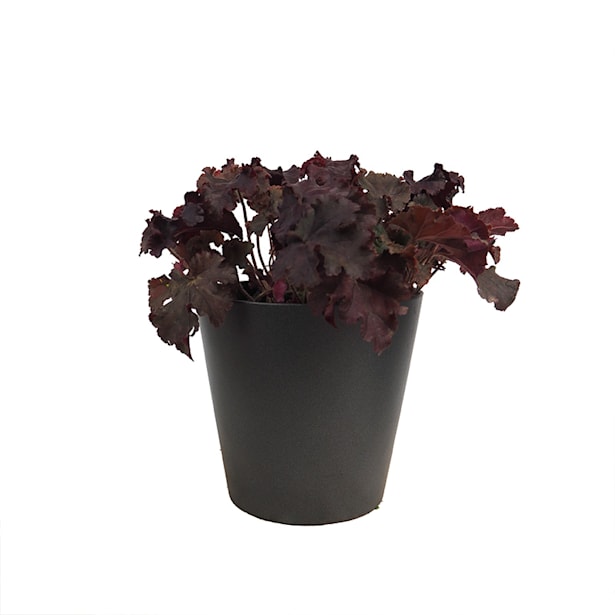 Heuchera americana