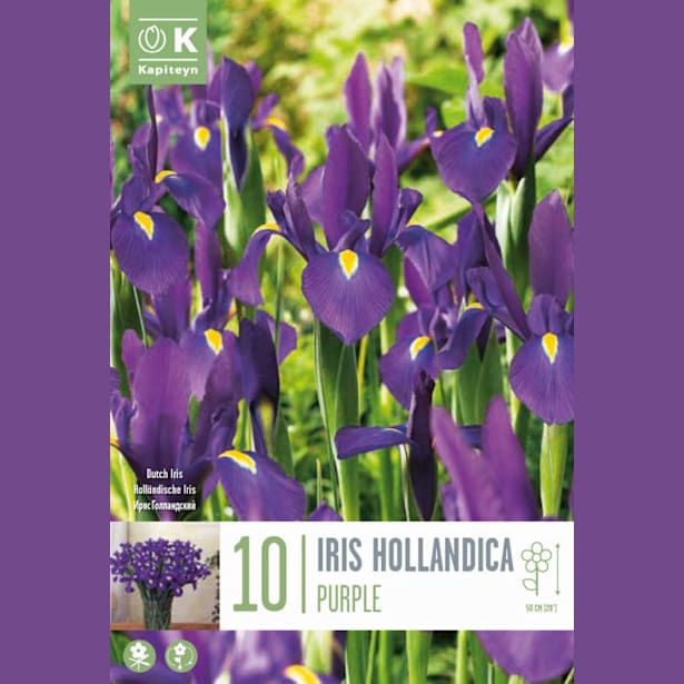 Bolsa 10 bulbos iris hollandica purple sensation