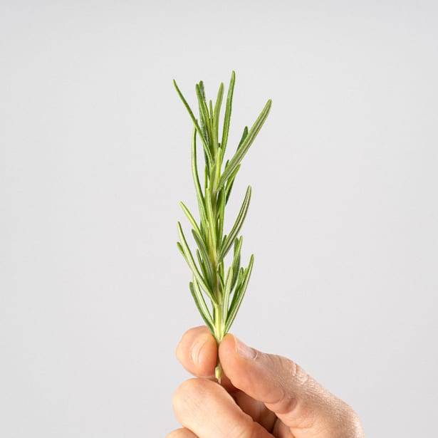 Romero (rosmarinus officinalis) - Planta aromática