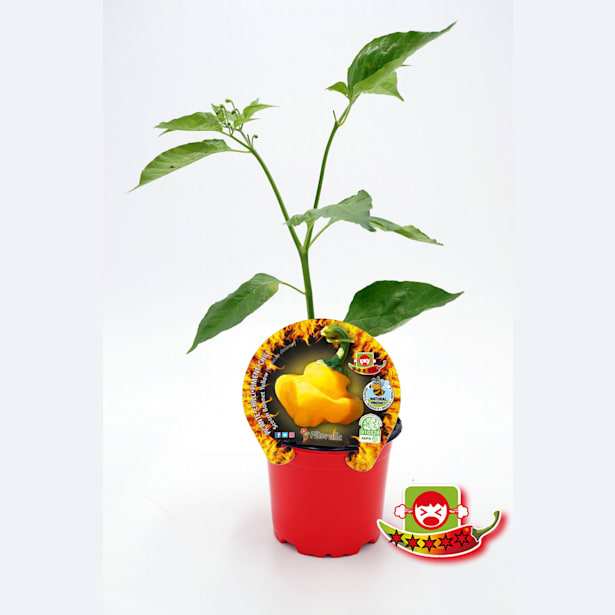 Picante scotch bonnet yellow - Planta de huerto