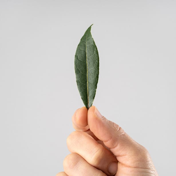 Laurel (laurus nobilis) - Planta aromática