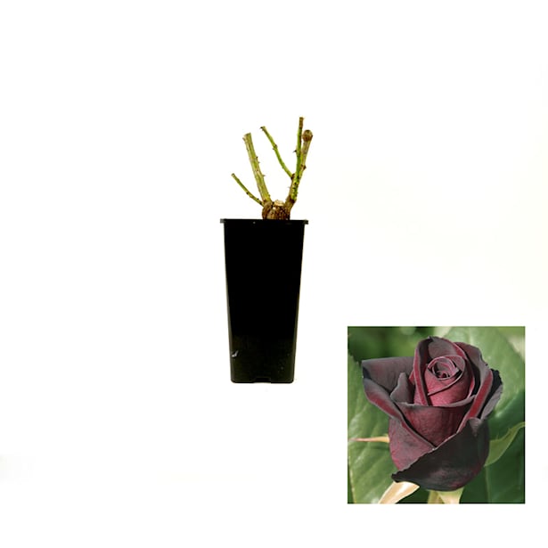 Rosal Black Baccara®