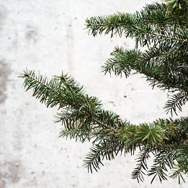 Árbol de Navidad Natural Nordmanniana Mini (enraizado)