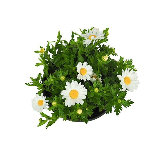 Margarita mini (leucanthemum paludosum)