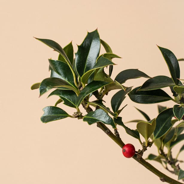 Acebo (Ilex aquifolium Alaska)