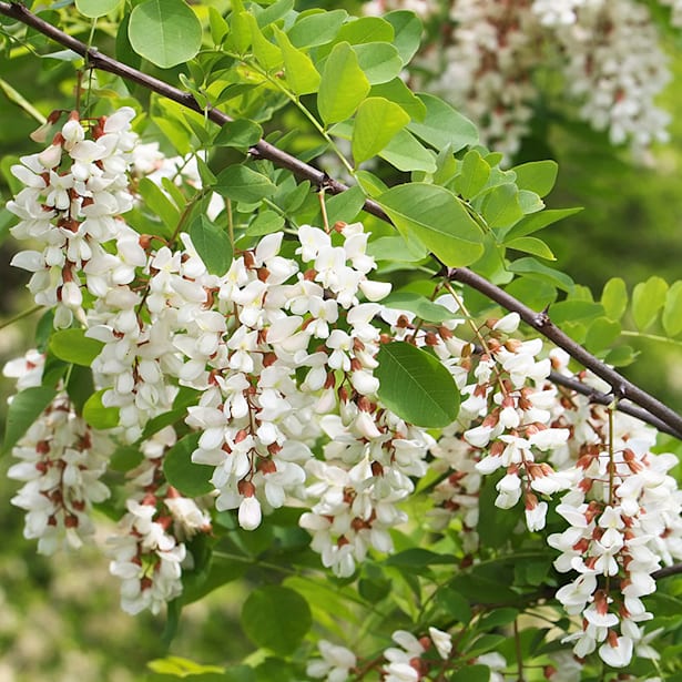 Robinia pseudoacacia umbraculifera