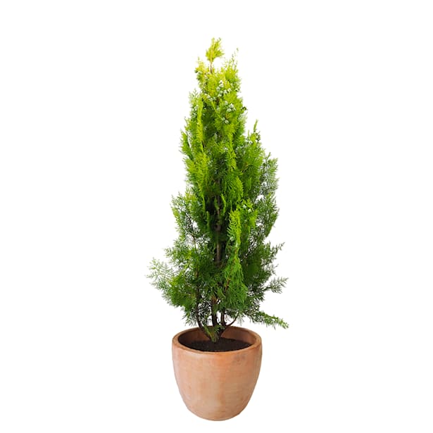 Tuya áurea (thuja orientalis pyramidalis aurea)