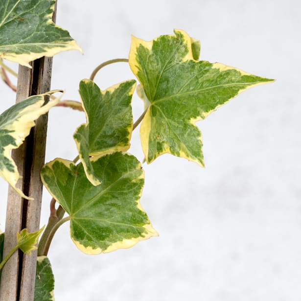 Hiedra mini variegata (hedera mini variegata)