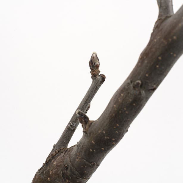 Manzano enano (Malus domestica nana)