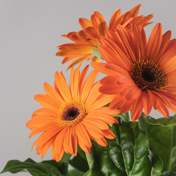 Gerbera en varios colores