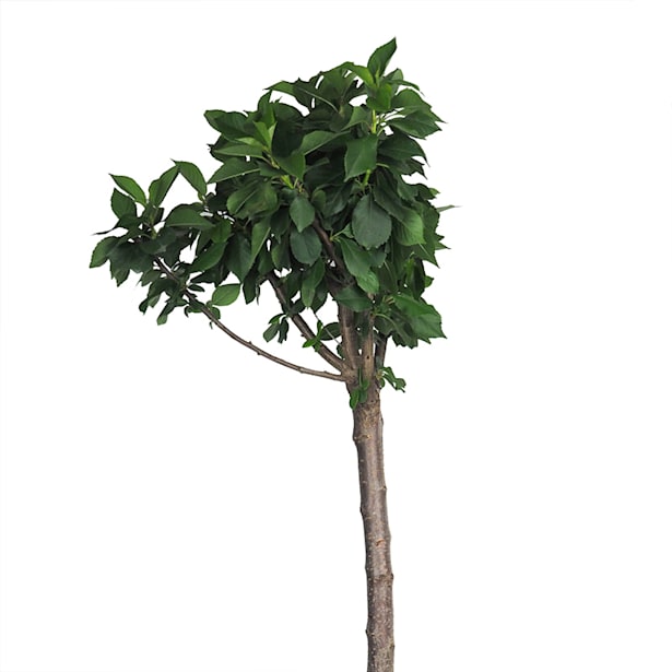 Cerezo enano (Prunus avium nana)