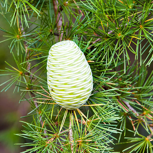 Cedrus deodara bush electra