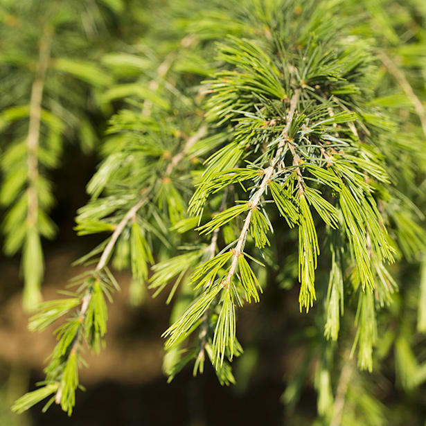 Cedrus deodara bush electra