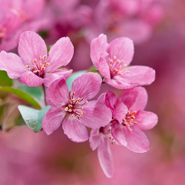 Manzano Silvestre (Malus "Prairie Fire")