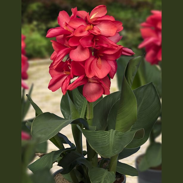 Semi Di Canna Rosa &ndash; 5 Semi Per Fiori Indiani &ndash; Pianta Perenne Da Giardino, Fioritura Estiva/Autunnale