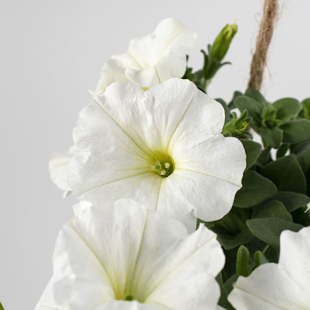 Petunia colgante (petunia x hybrida pendula)