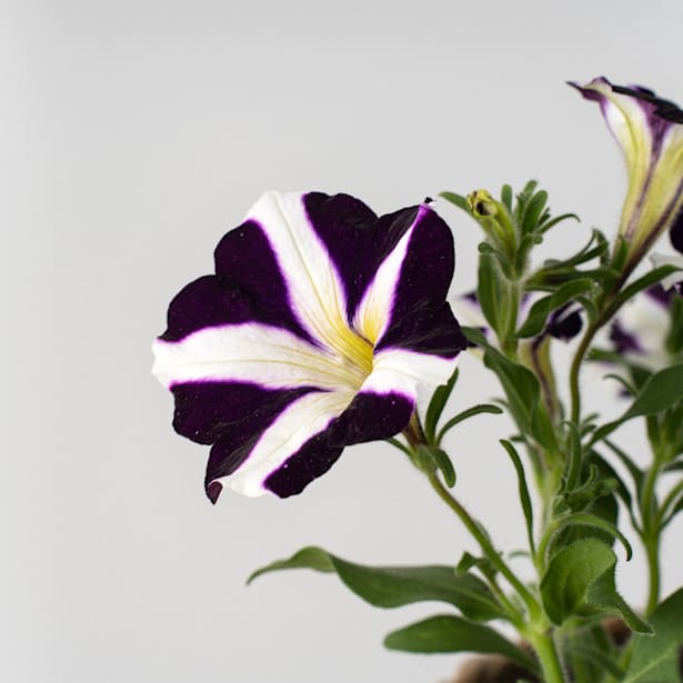 Petunia colgante (petunia x hybrida pendula)