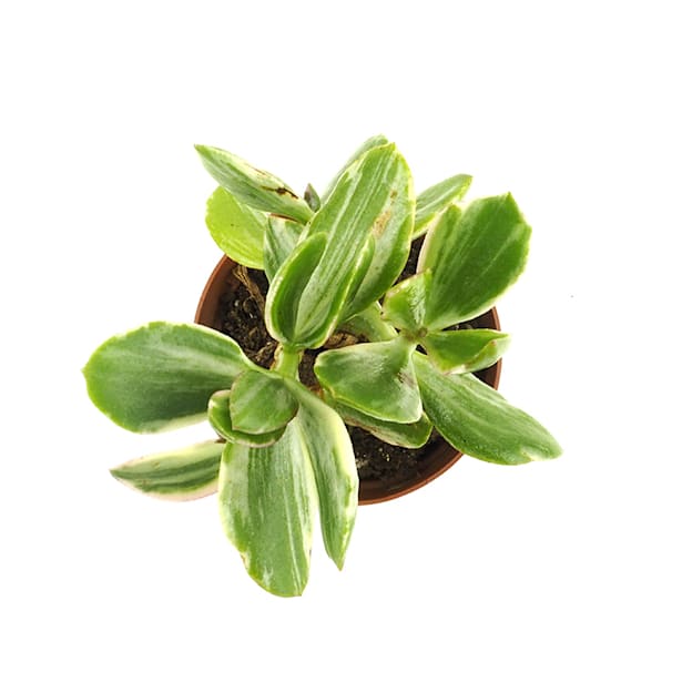 Crassula ovata