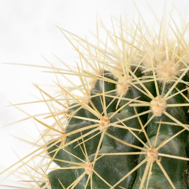 Cactus asiento de suegra (echinocactus grusonii)