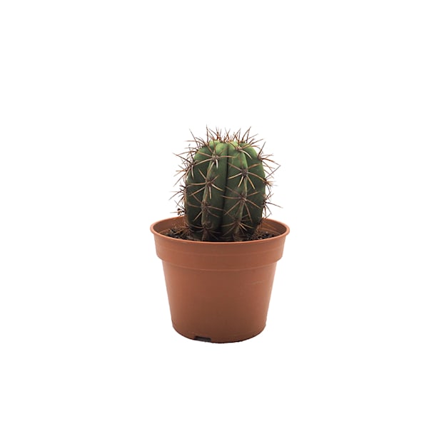 Cactus trichocereus pasacana