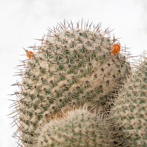 Mammillaria mix