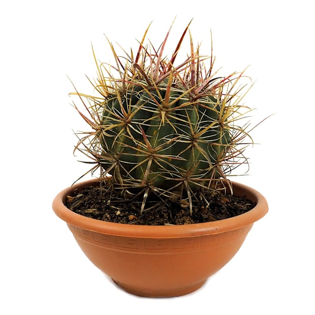 Ferocactus gracilis