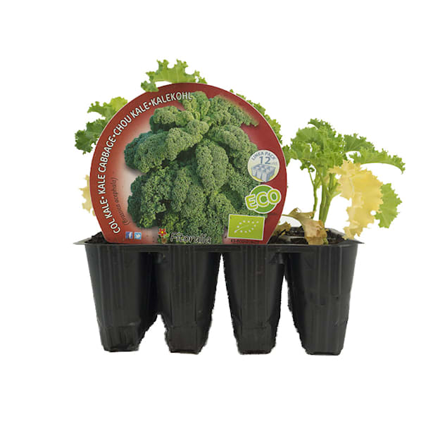 Col kale - Pack de 12 plantas de huerto