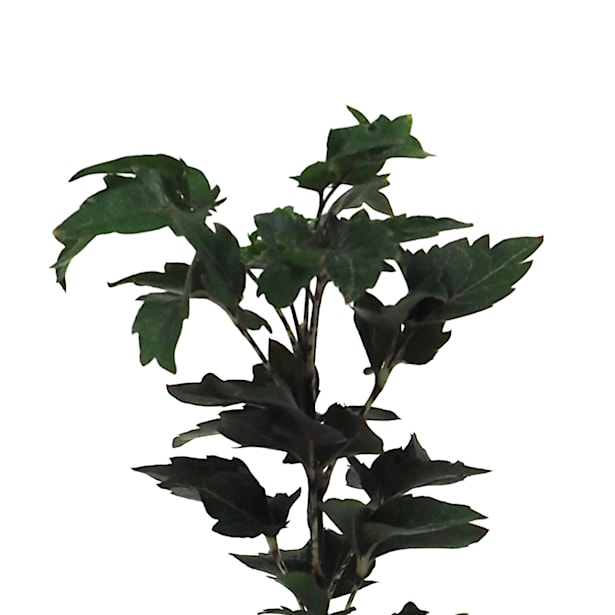 Planta verde mini