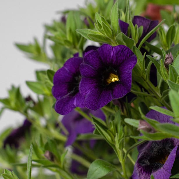 Calibrachoa