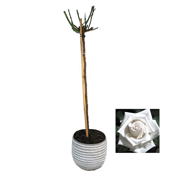 Rosal pie alto pau casals blanco 7 litros