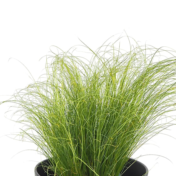 Gramínea Carex comans mint curls