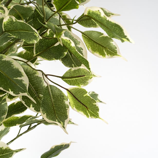 Árbol de Ficus nitida bicolor Artificial