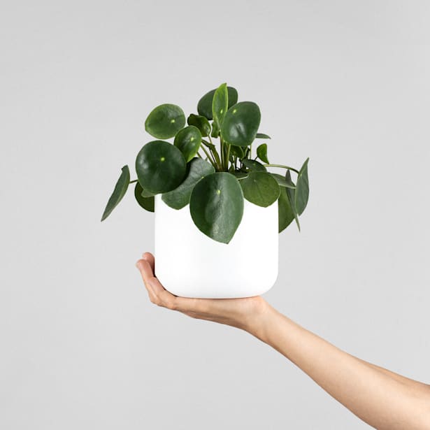 Pilea peperomioides