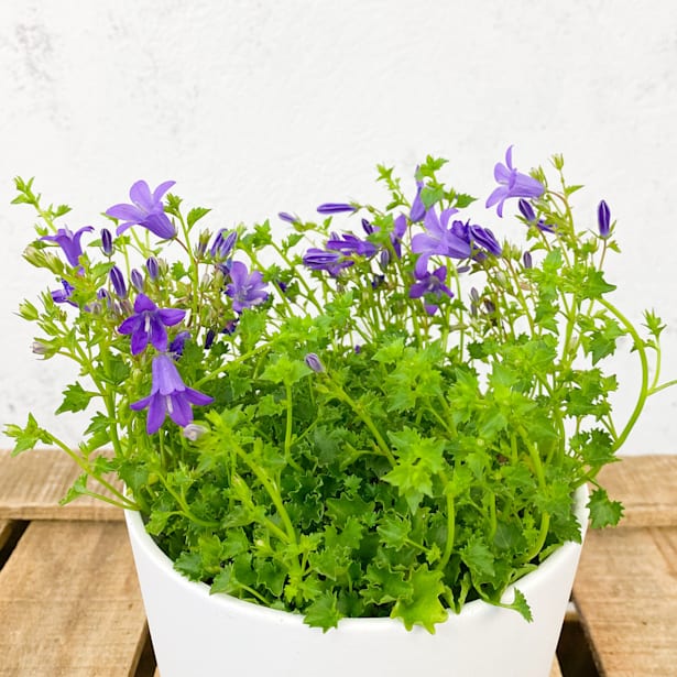 Campanula portenschlagiana