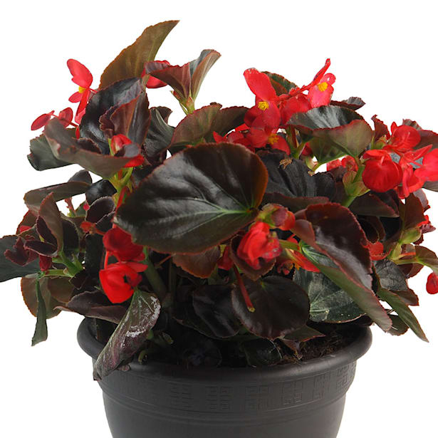 Begonia ×benariensis