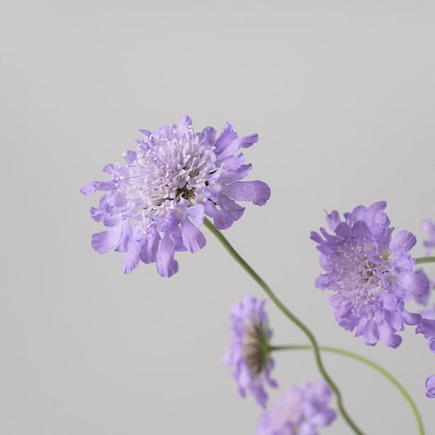 Escabiosa (scabiosa atropurpurea)