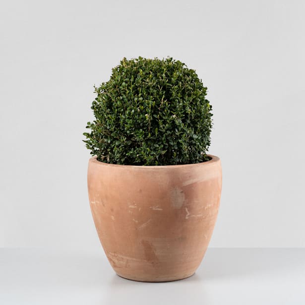 Boj bola (Buxus microphylla 'Faulkner')