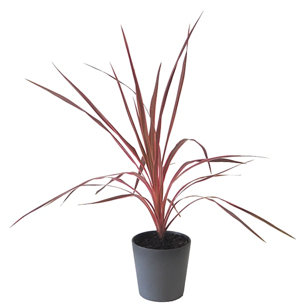 Dracaena indivisa pink passion (cordyline australis pink passion)