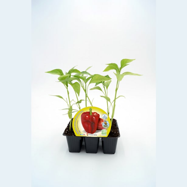 Pimiento rojo - Pack de 6 plantas de huerto