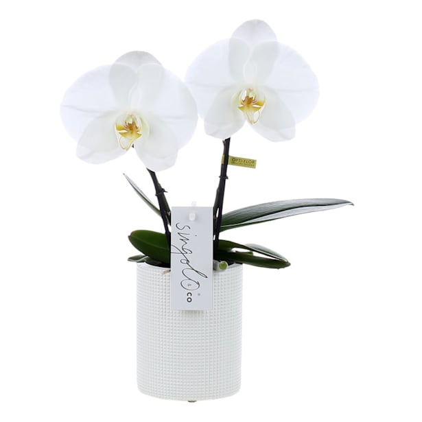 Orquídea Premium Phalaenopsis 'Singolo' blanca