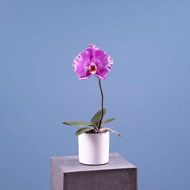 Orquídea Premium Phalaenopsis 'Singolo' morada