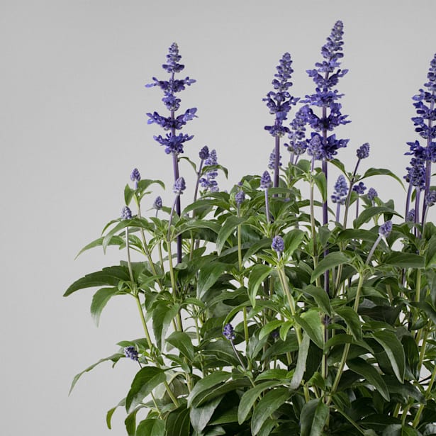 Salvia azul (salvia farinacea)