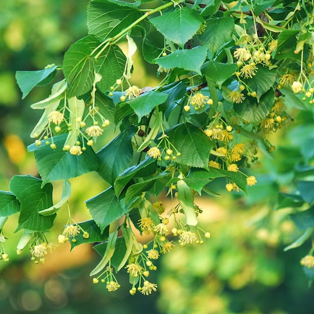 Tilia cordata