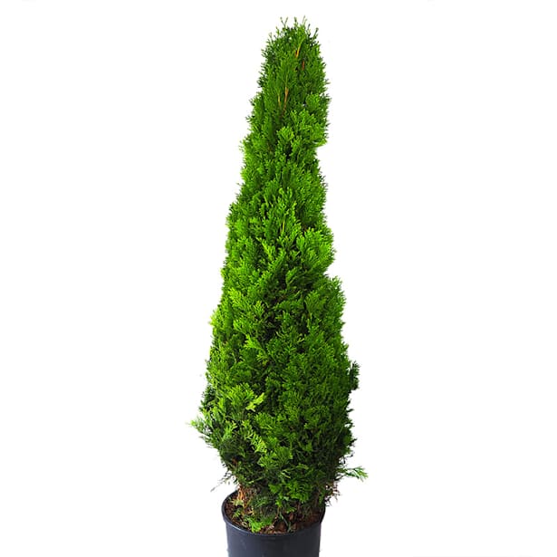 Thuja esmeralda (thuja occidentalis "emeraude")