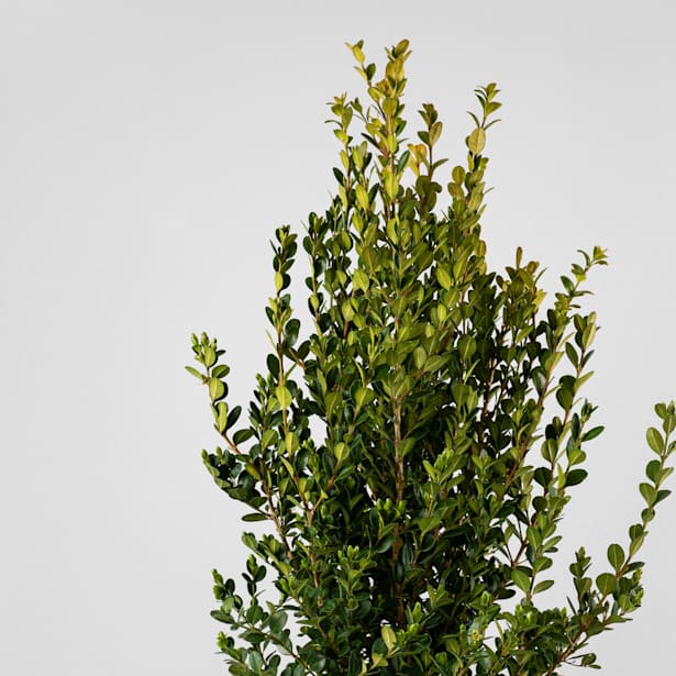 Boj arbusto (Buxus microphylla 'Faulkner')